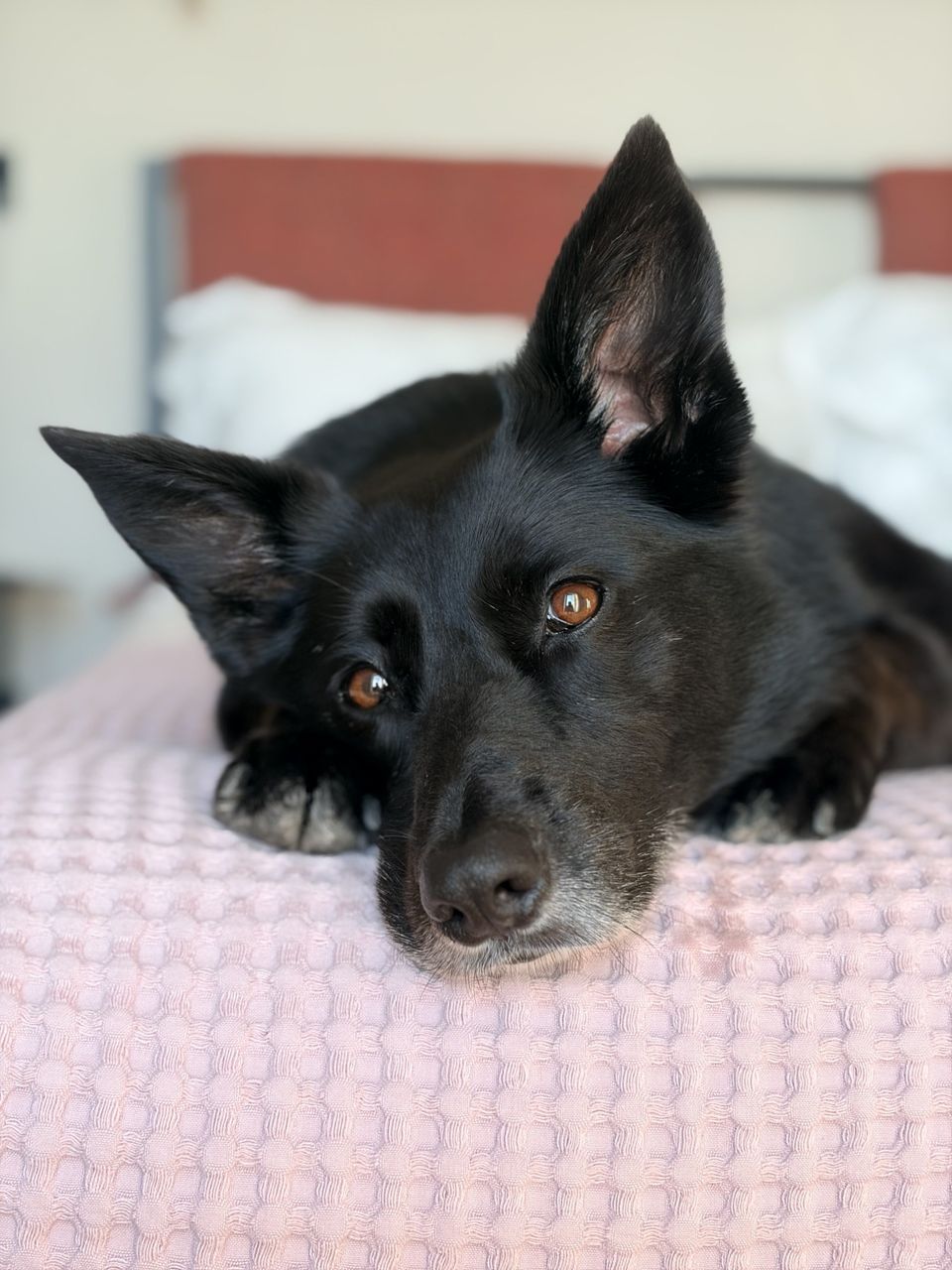 Artemis Vergou's black dog resting its head on a pink blanket